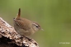 Winterkoning-32_Eurasian-Wren_Troglodytes-troglodytes_P5A3310