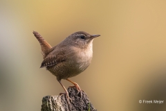 Winterkoning-32_Eurasian-Wren_Troglodytes-troglodytes_P5A5997