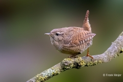 Winterkoning-33_Eurasian-Wren_Troglodytes-troglodytes_P5A6010