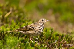 Boompieper-14_Tree-Pipit_Anthus-trivialis_AD9A3959