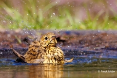 Boompieper-23_Tree-Pipit_Anthus-trivialis_P5A4138