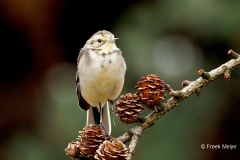 Citroenkwikstaart-28_Citrine-Wagtail_Motacilla-citreola_P5A8476