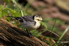 Citroenkwikstaart-29_Citrine-Wagtail_Motacilla-citreola_P5A0623