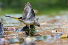 Grote-Gele-Kwikstaart-17_Grey-Wagtail_Motacilla-cinerea_D9A5278