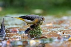 Grote-Gele-Kwikstaart-18_Grey-Wagtail_Motacilla-cinerea_D9A5284