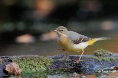 Grote-Gele-Kwikstaart-19_Grey-Wagtail_Motacilla-cinerea_D9A5309