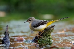 Grote-Gele-Kwikstaart-20_Grey-Wagtail_Motacilla-cinerea_D9A5290