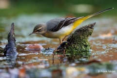 Grote-Gele-Kwikstaart-21_Grey-Wagtail_Motacilla-cinerea_D9A5294