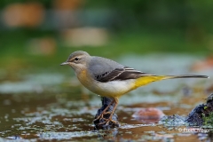 Grote-Gele-Kwikstaart-22_Grey-Wagtail_Motacilla-cinerea_D9A5298