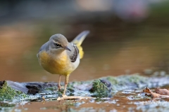 Grote-Gele-Kwikstaart-23_Grey-Wagtail_Motacilla-cinerea_D9A5305