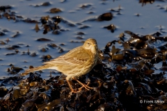 Oeverpieper-04_Eurasian-Rock-Pipit_Anthus-petrosus_P5A4691