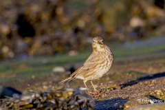 Oeverpieper-05_Eurasian-Rock-Pipit_Anthus-petrosus_P5A4701