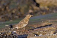 Oeverpieper-06_Eurasian-Rock-Pipit_Anthus-petrosus_P5A4702