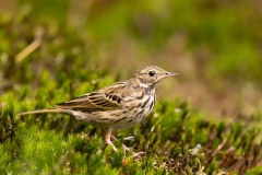 Boompieper-14_Tree-Pipit_Anthus-trivialis_AD9A3959