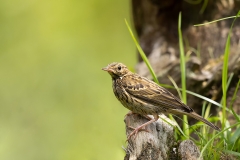 Boompieper-15_Tree-Pipit_Anthus-trivialis_AD9A3976