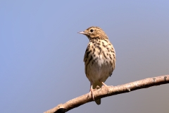 Boompieper-21_Tree-Pipit_Anthus-trivialis_P5A3213