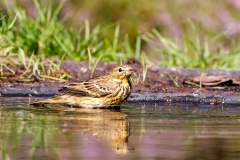 Boompieper-22_Tree-Pipit_Anthus-trivialis_P5A4135