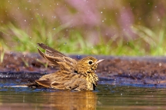 Boompieper-25_Tree-Pipit_Anthus-trivialis_P5A4146