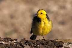 Citroenkwikstaart-13_Citrine-Wagtail_Motacilla-citreola_D9A8965