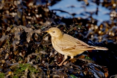 Oeverpieper-03_Eurasian-Rock-Pipit_Anthus-petrosus_P5A4683