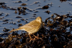 Oeverpieper-04_Eurasian-Rock-Pipit_Anthus-petrosus_P5A4691