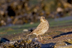 Oeverpieper-05_Eurasian-Rock-Pipit_Anthus-petrosus_P5A4701