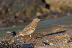 Oeverpieper-06_Eurasian-Rock-Pipit_Anthus-petrosus_P5A4702