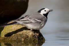 Witte-Kwikstaart-14_White-Wagtail_Motacilla-alba_11I0413