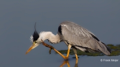 Blauwe-Reiger-01_Grey-Heron_Ardea-cinerea_49C8383