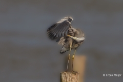 Blauwe-Reiger-02_Grey-Heron_Ardea-cinerea_49C1396