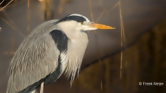 Blauwe-Reiger-05_Grey-Heron_Ardea-cinerea_49C9366