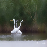 Blauwe-Reiger-06_Grey-Heron_Ardea-cinerea_49C2356-kopieren