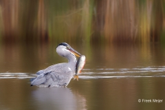 Blauwe-Reiger-07_Grey-Heron_Ardea-cinerea_49C2308