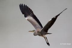 Blauwe-Reiger-08_Grey-Heron_Ardea-cinerea_49C2541