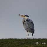 Blauwe-Reiger-09_Grey-Heron_Ardea-cinerea_AD9A1603