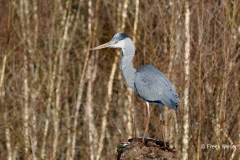 Blauwe-Reiger-10_Grey-Heron_P5A5175