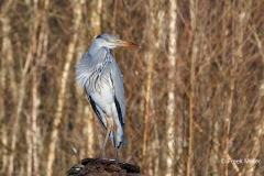 Blauwe-Reiger-11_Grey-Heron_P5A5208