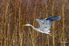 Blauwe-Reiger-12_Grey-Heron_P5A5227