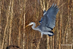 Blauwe-Reiger-13_Grey-Heron_P5A5236