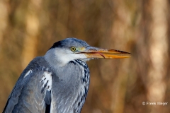 Blauwe-Reiger-14_Grey-Heron_P5A5245