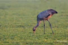 Kraanvogel-02_Common-Crane_Grus-grus_Z4T7589