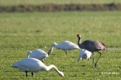 Kraanvogel-03_Common-Crane_Grus-grus_Z4T7479