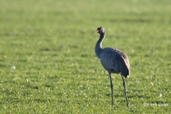 Kraanvogel-04_Common-Crane_Grus-grus_Z4T7447