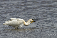 Lepelaar-01_Eurasian-Spoonbill_Platalea-leucorodia_IMG_4814