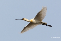 Lepelaar-02_Eurasian-Spoonbill_Platalea-leucorodia_49C7603_1