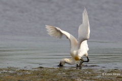 Lepelaar-03_Eurasian-Spoonbill_Platalea-leucorodia_49C7577_1