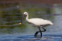 Lepelaar-04_Eurasian-Spoonbill_Platalea-leucorodia_49C9206_1