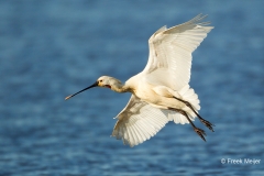 Lepelaar-05_Eurasian-Spoonbill_Platalea-leucorodia_49C7610_1