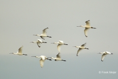 Lepelaar-06_Eurasian-Spoonbill_Platalea-leucorodia_49C1934