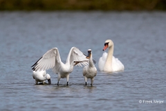 Lepelaar-07_Eurasian-Spoonbill_Platalea-leucorodia_11I0673